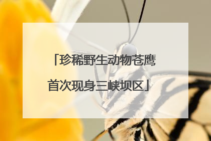 珍稀野生动物苍鹰首次现身三峡坝区