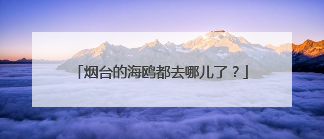 烟台的海鸥都去哪儿了？