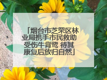 烟台市芝罘区林业局携手市民救助受伤牛背鹭 待其康复后放归自然