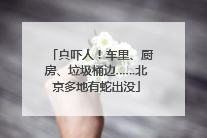 真吓人！车里、厨房、垃圾桶边……北京多地有蛇出没