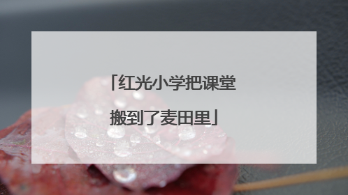 红光小学把课堂搬到了麦田里