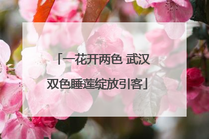 一花开两色 武汉双色睡莲绽放引客