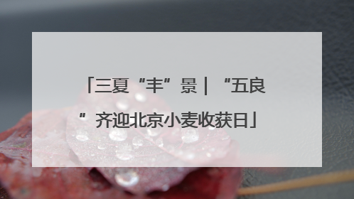 三夏“丰”景｜“五良”齐迎北京小麦收获日