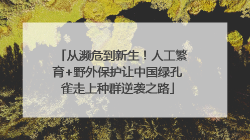 从濒危到新生！人工繁育+野外保护让中国绿孔雀走上种群逆袭之路