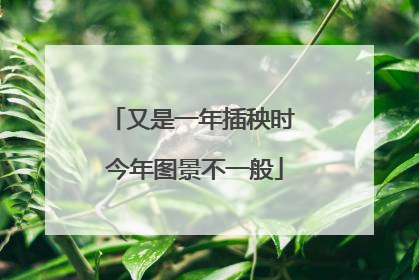 又是一年插秧时 今年图景不一般