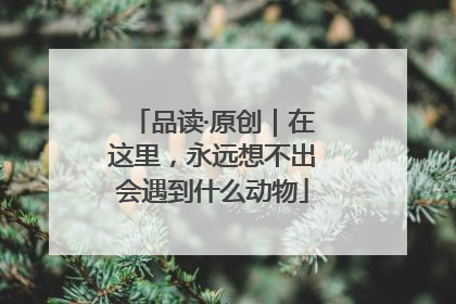 品读·原创｜在这里，永远想不出会遇到什么动物