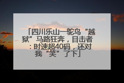 四川乐山一鸵鸟“越狱”马路狂奔，目击者：时速超40码，还对我“笑”了下