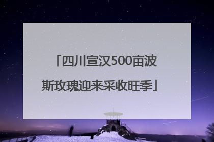 四川宣汉500亩波斯玫瑰迎来采收旺季