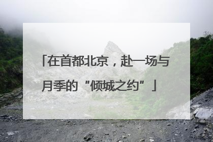 在首都北京，赴一场与月季的“倾城之约”
