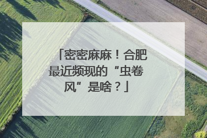 密密麻麻！合肥最近频现的“虫卷风”是啥？