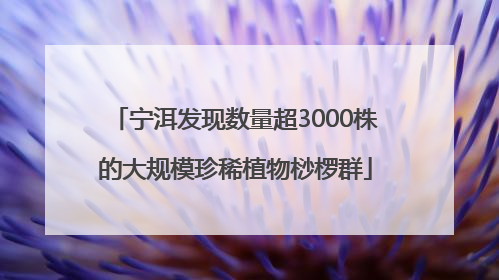 宁洱发现数量超3000株的大规模珍稀植物桫椤群