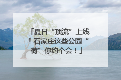 夏日“顶流”上线！石家庄这些公园“荷”你约个会！