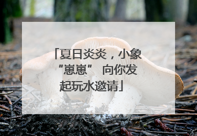 夏日炎炎，小象“崽崽” 向你发起玩水邀请