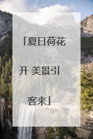 夏日荷花开 美景引客来