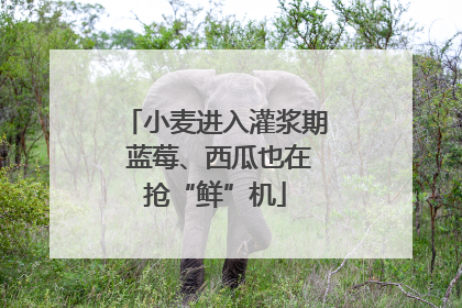 小麦进入灌浆期 蓝莓、西瓜也在抢“鲜”机
