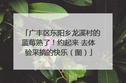 广丰区东阳乡龙溪村的蓝莓熟了！约起来 去体验采摘的快乐（图）