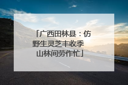 广西田林县：仿野生灵芝丰收季 山林间劳作忙