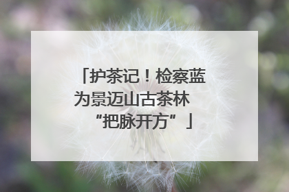 护茶记！检察蓝为景迈山古茶林 “把脉开方”