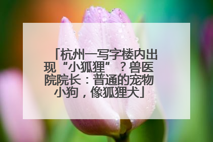 杭州一写字楼内出现“小狐狸”？兽医院院长：普通的宠物小狗，像狐狸犬