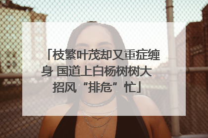 枝繁叶茂却又重症缠身 国道上白杨树树大招风“排危”忙