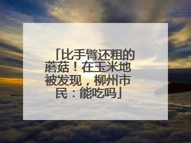 比手臂还粗的蘑菇！在玉米地被发现，柳州市民：能吃吗