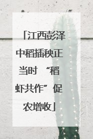 江西彭泽中稻插秧正当时 “稻虾共作”促农增收