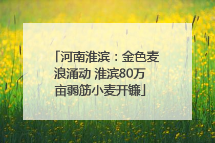 河南淮滨：金色麦浪涌动 淮滨80万亩弱筋小麦开镰
