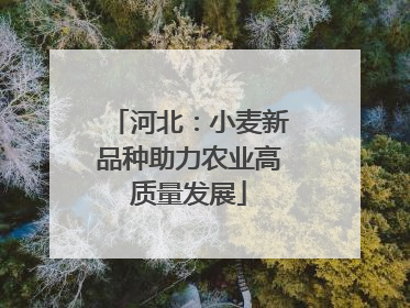 河北：小麦新品种助力农业高质量发展