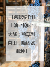 海曙轮作田上演“抢时”大战：蔺草刚离田，晚稻就栽种
