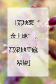 荒地变“金土地”，高粱地里藏希望