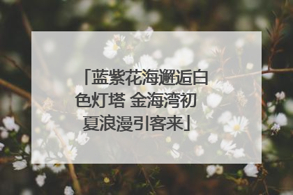 蓝紫花海邂逅白色灯塔 金海湾初夏浪漫引客来