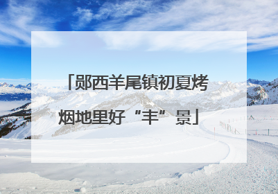 郧西羊尾镇初夏烤烟地里好“丰”景