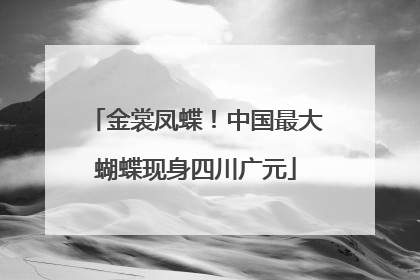金裳凤蝶！中国最大蝴蝶现身四川广元