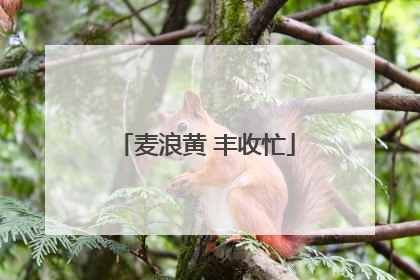 麦浪黄 丰收忙