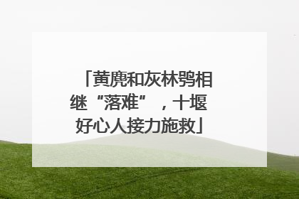 黄麂和灰林鸮相继“落难”，十堰好心人接力施救