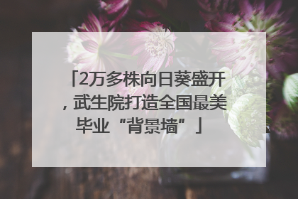 2万多株向日葵盛开，武生院打造全国最美毕业“背景墙”