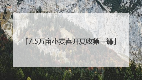 7.5万亩小麦喜开夏收第一镰